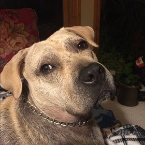 Maximus 🐾🐾🐶🐕🐾🐾